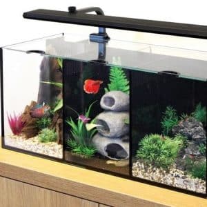 Betta sales trio tank